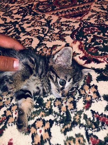 ищу кошку: 2 месяца, Мальчик, Приучена к лотку — 3