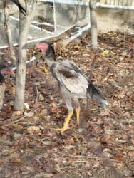 ит кыргыз добот: Дакан пепел жожо короз сатылат бойу чон майда ачылган активный алмашу — 4