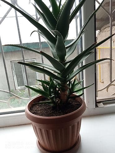 Дом и сад: Комнатные растения в горшках 1) Молочай Миля (Euphorbia milii — 3