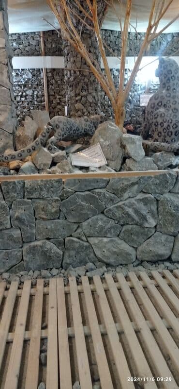 Зоотовары: - Окрас: серо-белая «соль с перцем», светлая мордочка и уши — 4