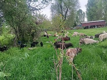 бараны продажа: Продаю | Коза (самка), Козёл (самец), Козлёнок | Полукровка | На забой, Для разведения | Племенные — 5