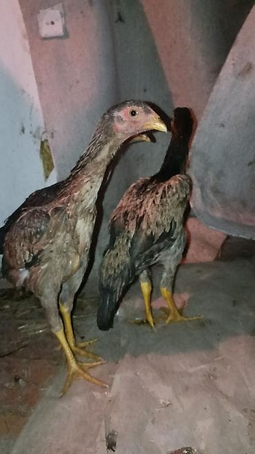 ко шомо: Продаю | Куры | Дакан — 1