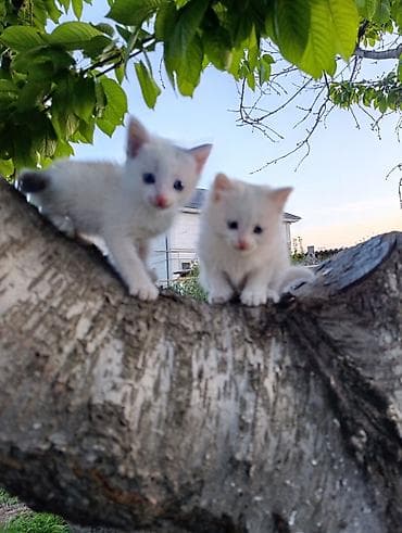 ит мышык: Белоснежные котята с голубыми глазами. Отдаем в хорошие руки с — 2