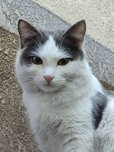 кошка в добрые руки: Ищем дом кошке. Привезём сами — 3