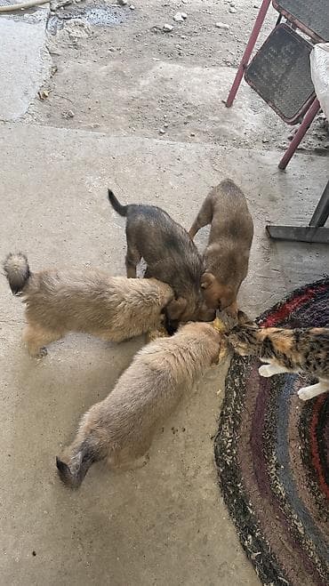 Отдам в хорошие руки котят и щенят 4 котенка: родились 8 марта Две at lalafo.kg Отдам в хорошие руки котят и щенят 4 котенка: родились 8 марта Две
