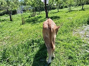 говяжий хвост: Продаю | Бык (самец) | На откорм | Племенные — 2