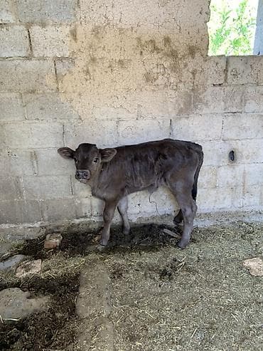 корова с теленкам: Продаю | Музоо, торпок | На откорм — 1