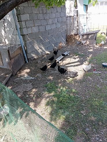 ковчег приют для животных бишкек: Продаю | Куры | Домашняя | Для разведения — 1