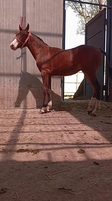Продам с/х животных: Продаю | Жеребенок | Конный спорт — 3