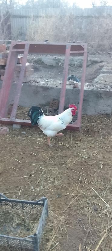 адлерский цыплята: Продаю | Петух | Для разведения — 9