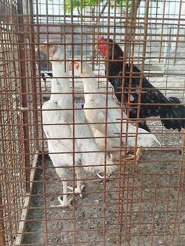 же алмашам: Сатам | Тооктор — 1