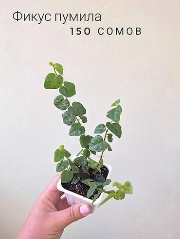 фитолампа: 💚 Комнатные растения от 100 сомов (детки/укоренённые растения) — 2