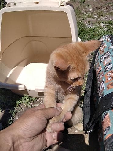 Мышыктар сатылат: Рыжий домашний котенок. отдам в хорошие руки - Окрас: теплый — 4