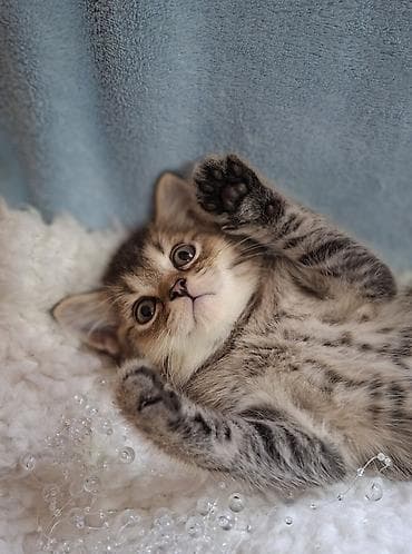 донской сфинкс котята: Скотиш Страйт (Шотландская прямоухая), 2 месяца, Мальчик, Проглистована, Приучена к лотку — 1