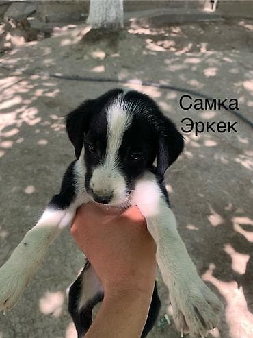 игрушки кошек: Тайган, 2 месяца, Самец, С родословной — 2