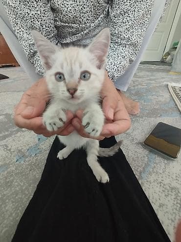 Котёнок с голубыми глазами и светлой шерстью с нежным дымчатым — 1