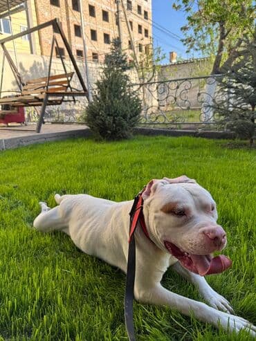 отдам щенка в хорошие руки бишкек: Питбуль, 1 год, Самец — 2