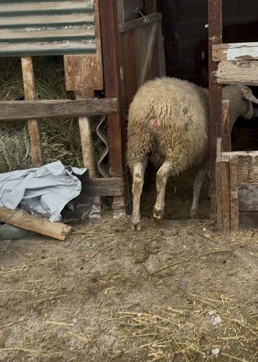 яйцо бройлер: Продаю | Овца (самка) | Гиссарская, Арашан | Для разведения | Матка — 8