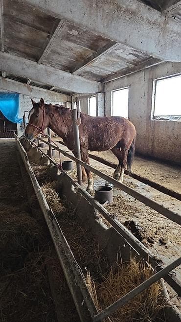 Продаю | Жеребец | На забой, Для разведения, Рабочий | Осеменитель