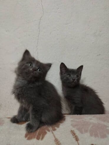 где можно купить котят: Котята в добрые и ответственые руки. Кушают все и китекет тоже. Кашку — 13