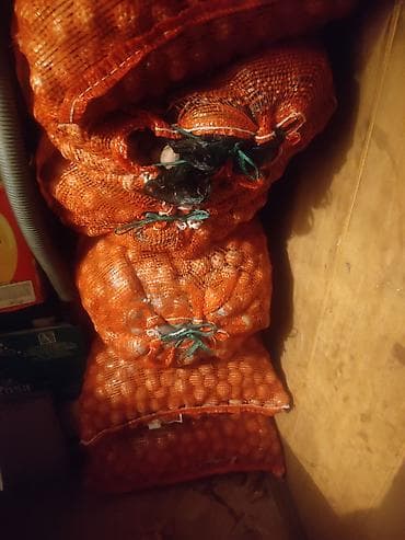 Грецкий орех в скорлупе — оптом в сетках - Натуральные грецкие орехи at lalafo.kg Грецкий орех в скорлупе — оптом в сетках - Натуральные грецкие орехи