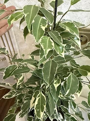 surface pen: 🪴 Фикус Бенжамин (Голландия) 📏 Бою: 60 см 🪴 Горшок менен 💰 Баасы: 1000 — 3