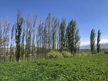 нижный аларча участок: 8 соток, Для строительства, Красная книга — 3