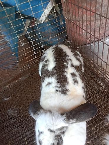 крематорий для животных бишкек: Продаётся кролик самка — 5
