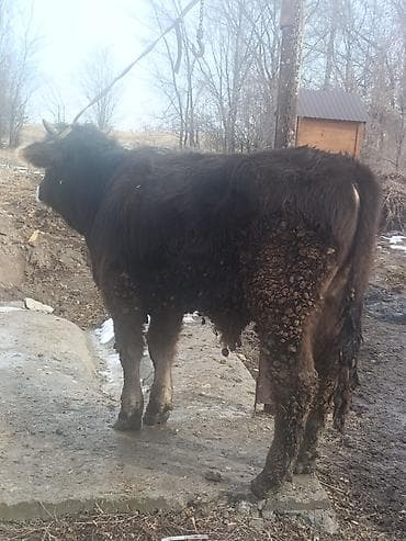 Собаки: Продаю | Бык (самец) | На откорм — 5
