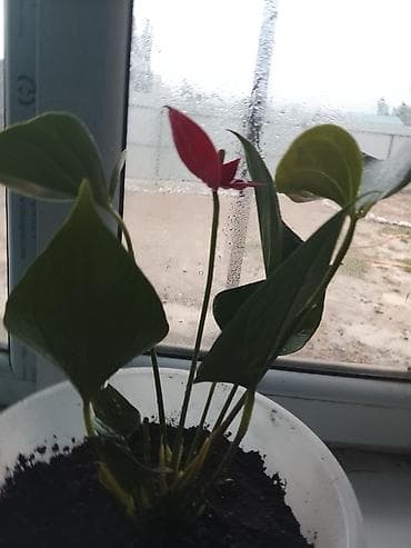 Антуриум (Anthurium andreanum), комнатное декоративно-цветущее