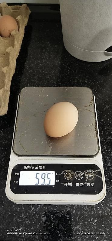 Эт жана балык азыктары: Инкубационные яйца Австралорпа, Петух Пепельный, куры черные. Цыплята — 3