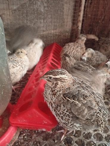 Үй жаныбарлары: Продам перепелок молодняк скоро будут нестись им 25 дней,и маленькие — 7