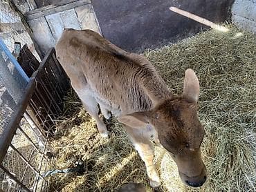 бычок бык: Продаю | Бык (самец) | Швицкая | На откорм | Привязанные — 2