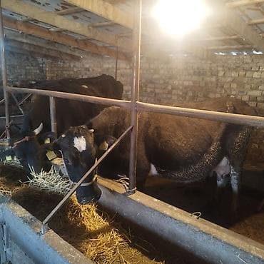 корова для молоко: Продаю | Корова (самка) | Для молока | Привязанные — 2