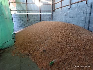Продам кукурузу 5-6 тонн. сухая, под навесом. сорт Майями. цена 25 сом — 3