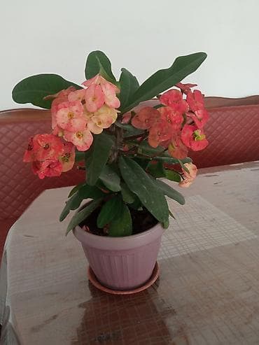 Эуфорбия Миля (Euphorbia milii, «Корона Христа») в горшке - — 3