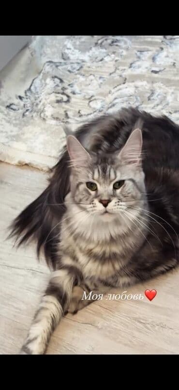 домик для котенка: Порода: мейн-кун (крупная полудлинношёрстная кошка), возраст 1 год 4 — 1