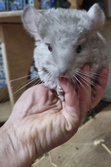 Декоративдик коендор: Шиншилла, окрас серебристый(родился 2 01 2026) (пастель/стандарт — 5