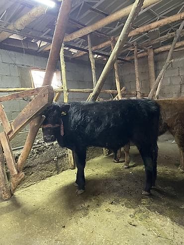 Продаю | Бык (самец), Музоо, торпок | Абердин-ангус | Искусственник