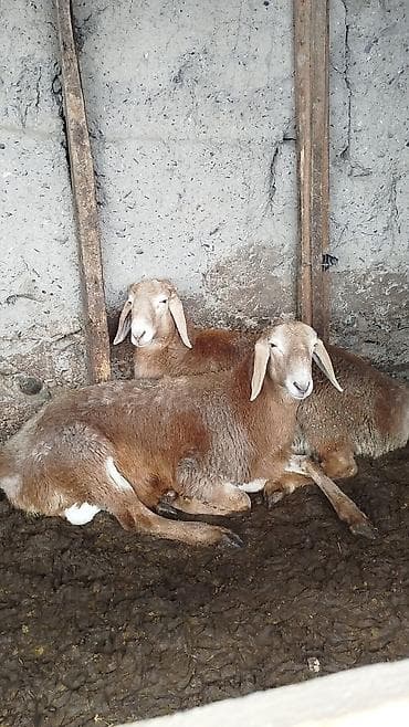 Продаю | Овца (самка) | Для разведения | Племенные