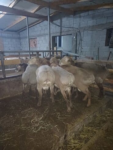 маленькие собачки: Продаю | Овца (самка) | Для разведения | Матка — 9