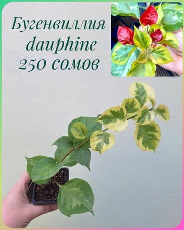 газон готовый: ● Комнатные растения (укоренённые черенки, молодые растения, взрослые — 28