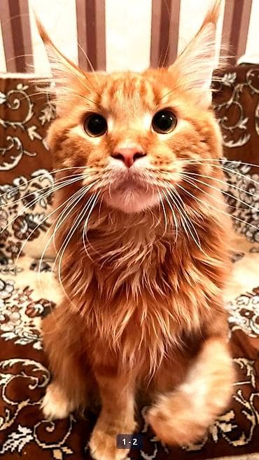 саванна кошка цена: Мейн-кун, 8 месяцев, Мальчик, Рыжий — 1