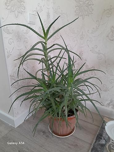 Алоэ в горшке 5 летнее подходит для лекарств - Крупное домашнее