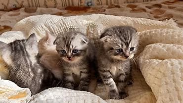 Начинаем бронирование !!!! Шотландские котята скоттиш страйт и