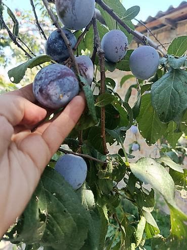 перепелиное мясо купить: Слива домашняя, свежий урожай с дерева. - Сорт: крупноплодная — 1