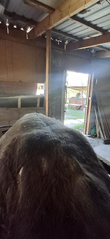 ат баши: Продаю | Бык (самец) | На откорм | Привязанные — 4