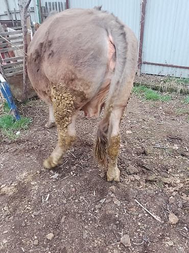 корова теленок: Продаю | Корова (самка) | Для разведения — 5