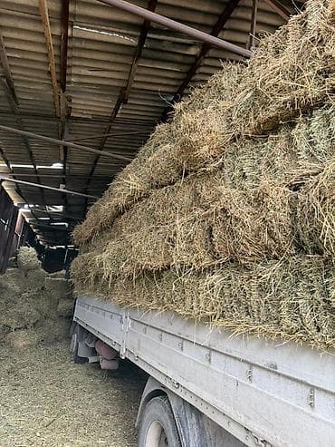 Үй жаныбарлары үчүн товарлар: Сено в тюках - Прессованные прямоугольные тюки, аккуратно сложенные — 1