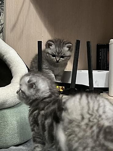 Продажа кошек: Скотиш Страйт (Шотландская прямоухая), 1 месяц, Мальчик, Серебристая шиншилла, Приучена к лотку — 5